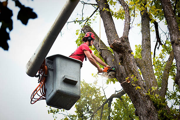 Best Tree Trimming and Pruning  in Vienna, IL